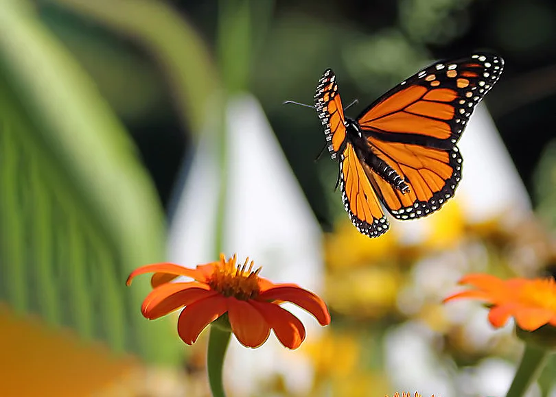 hình ảnh con bướm đang bay
