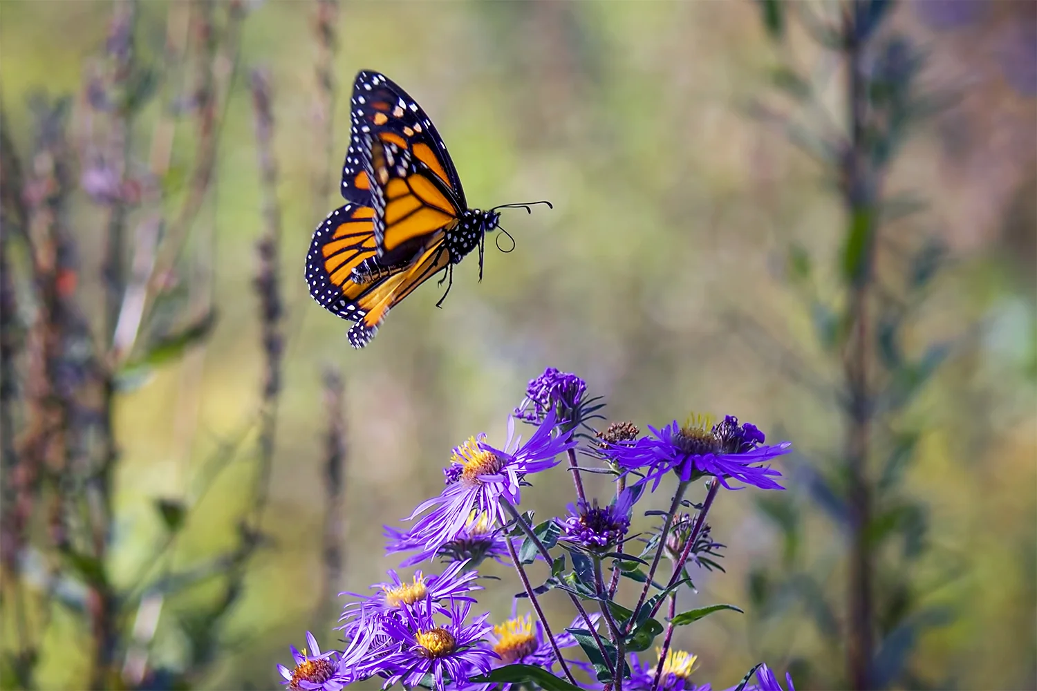 hình ảnh con bướm đang bay