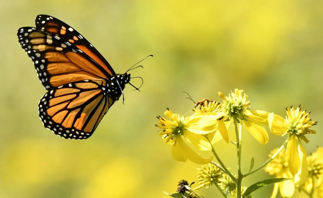 hình ảnh con bướm đang bay