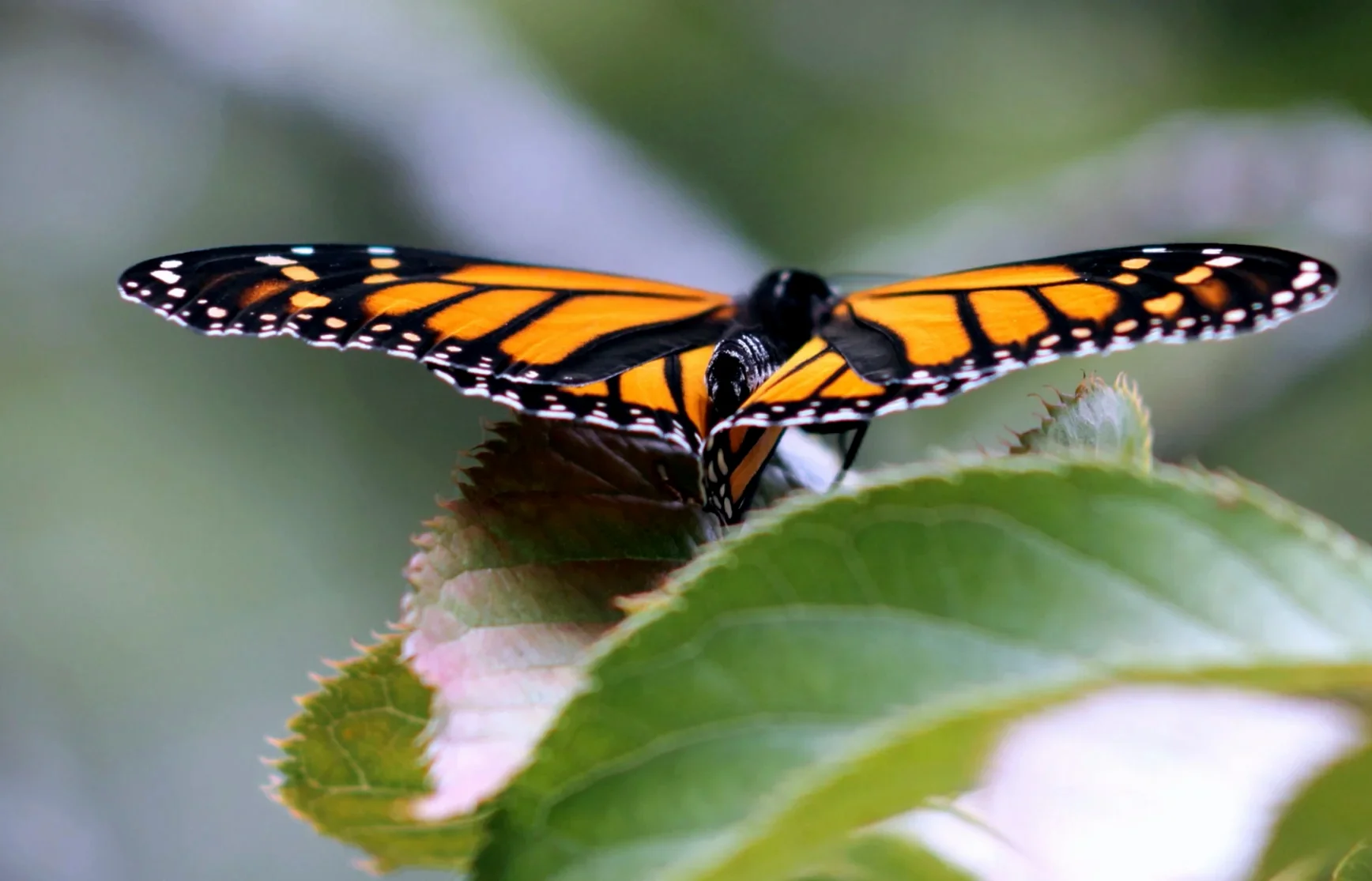 hình ảnh con bướm đang bay