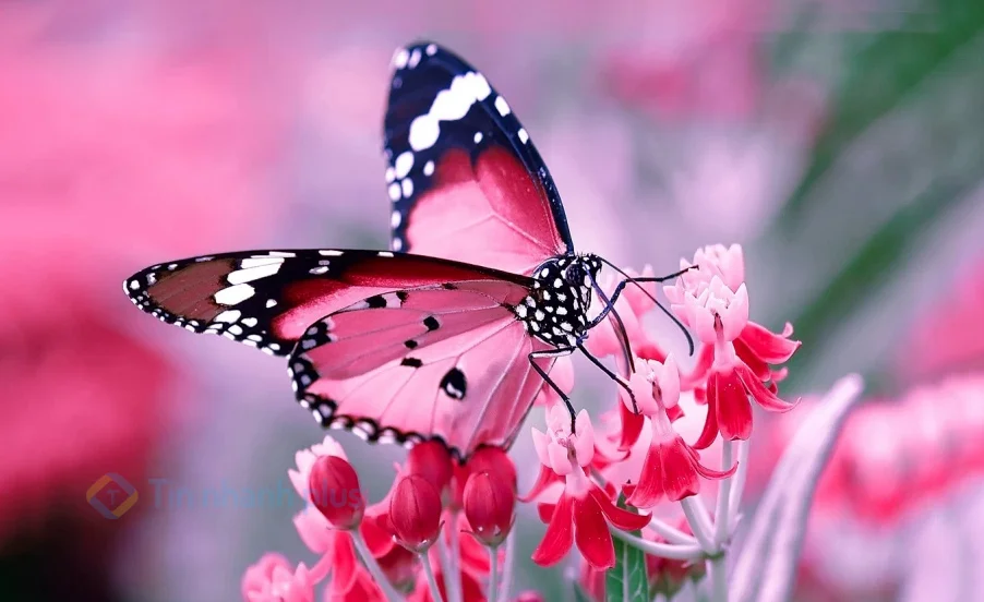 Hình ảnh con bướm màu hồng