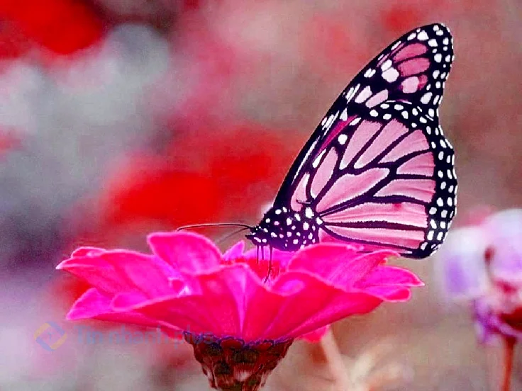 Hình ảnh con bướm màu hồng