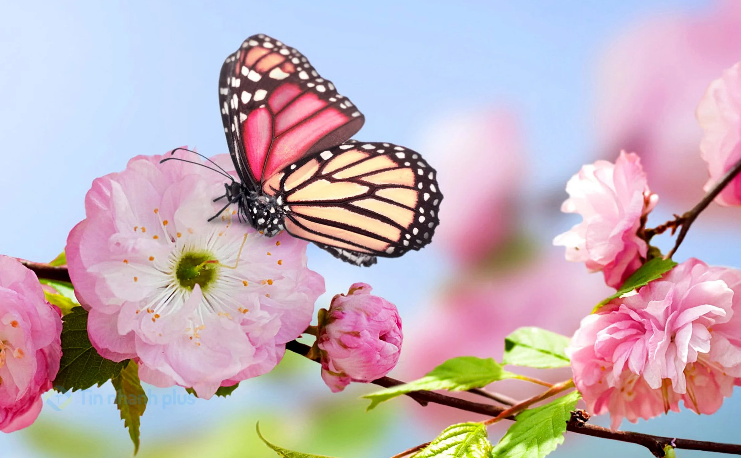 Hình ảnh con bướm màu hồng