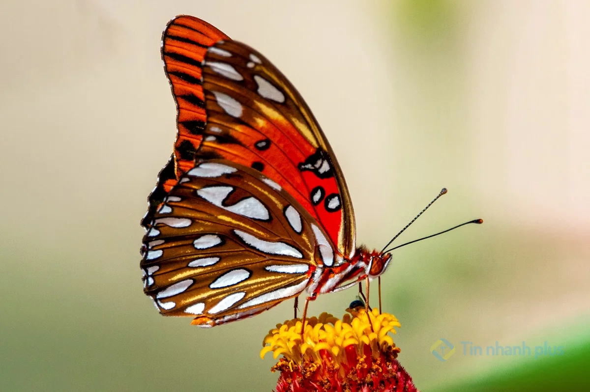 hình ảnh con bướm
