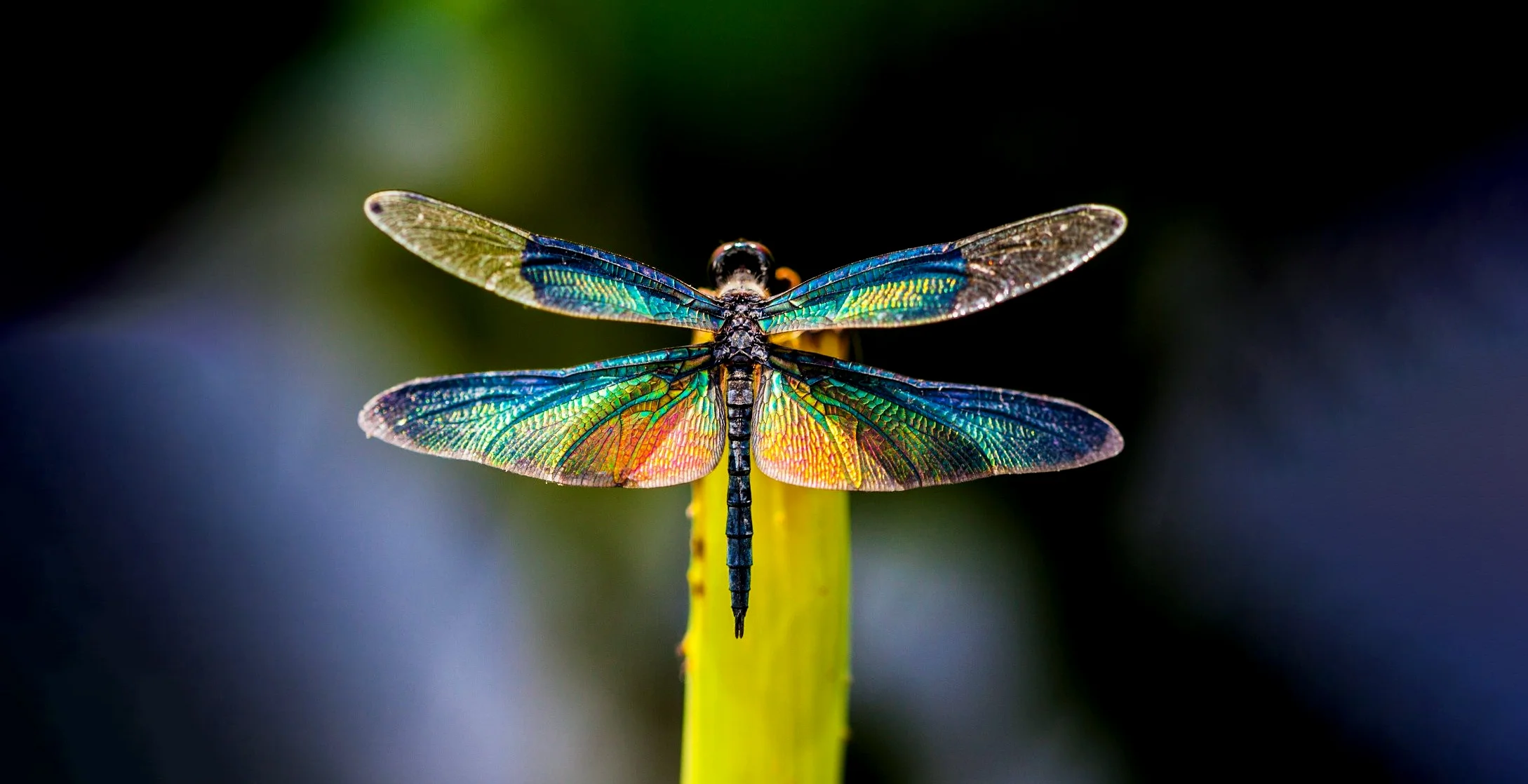 Hình ảnh con chuồn chuồn