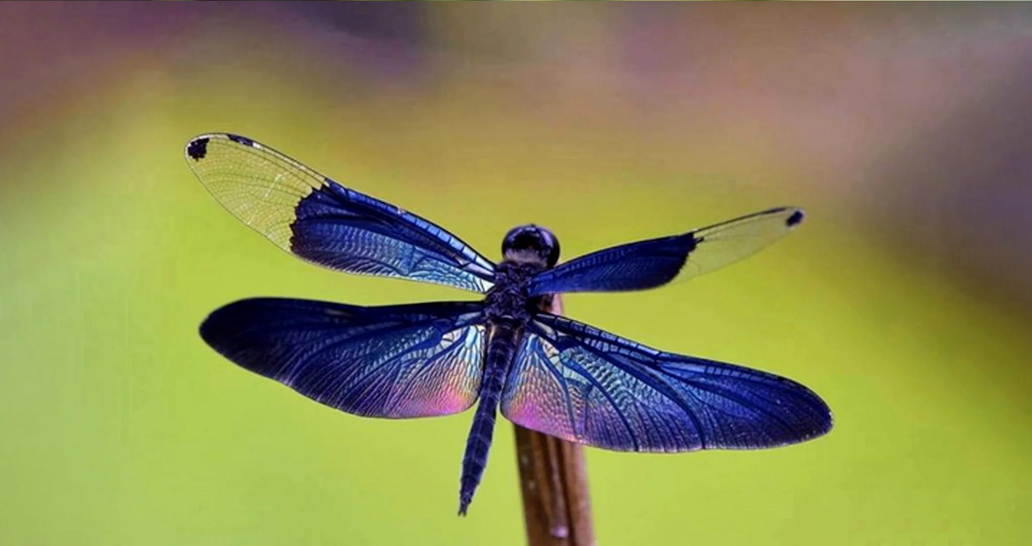 Hình ảnh con chuồn chuồn