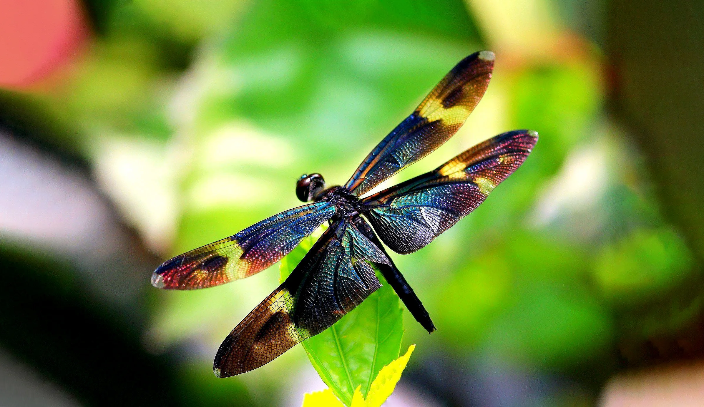 Hình ảnh con chuồn chuồn