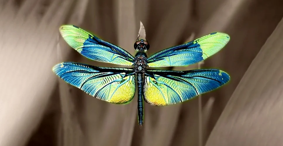 Hình ảnh con chuồn chuồn