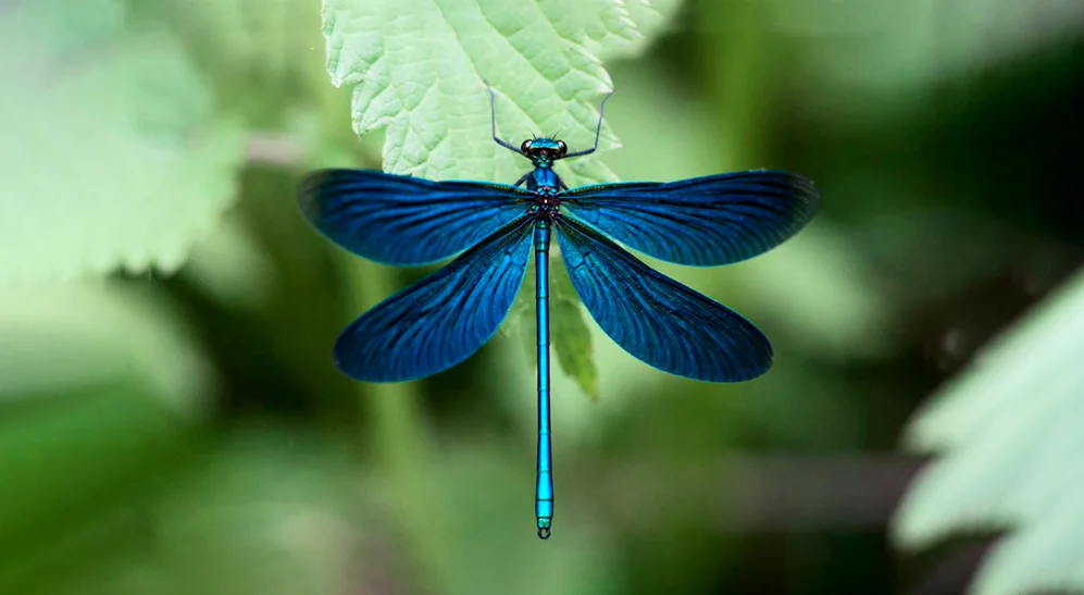 Hình ảnh con chuồn chuồn