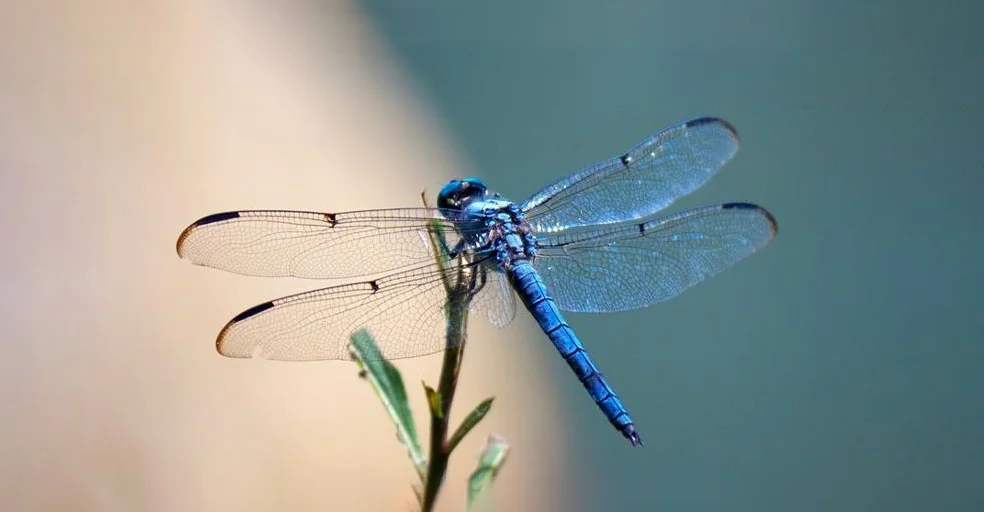 Hình ảnh con chuồn chuồn