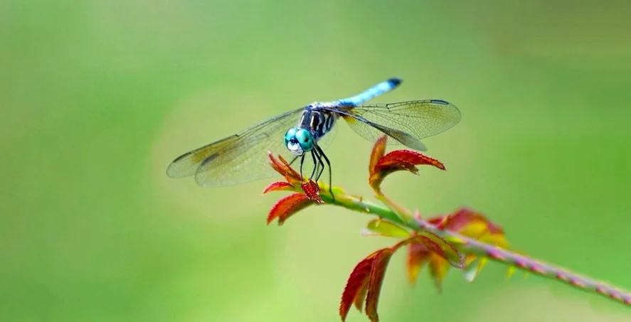 Hình ảnh con chuồn chuồn