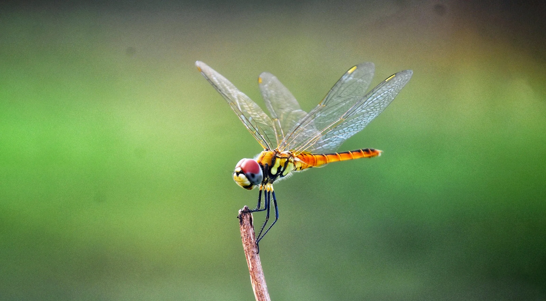 Hình ảnh con chuồn chuồn
