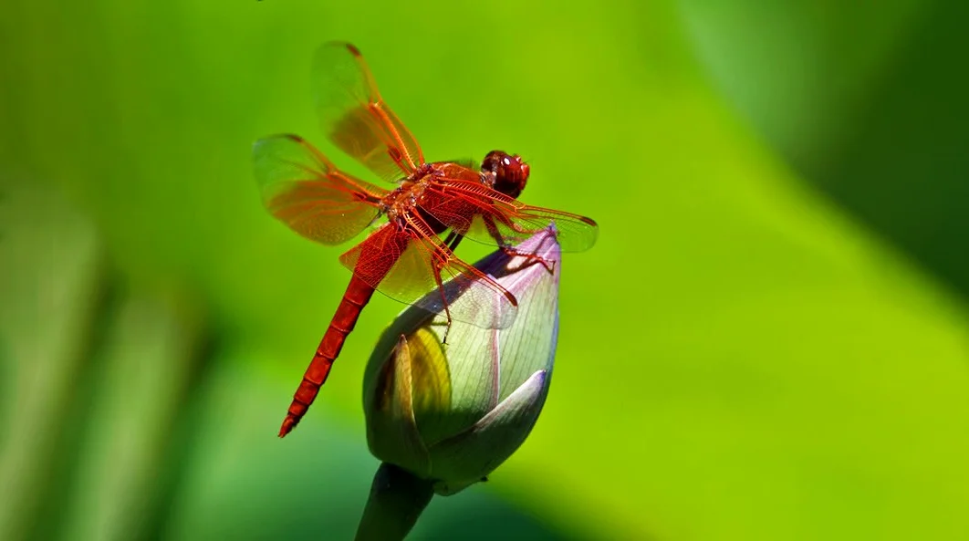 Hình ảnh con chuồn chuồn