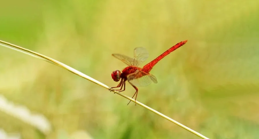 Hình ảnh con chuồn chuồn