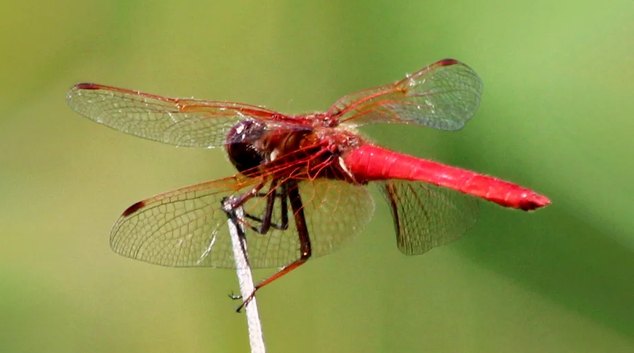 Hình ảnh con chuồn chuồn