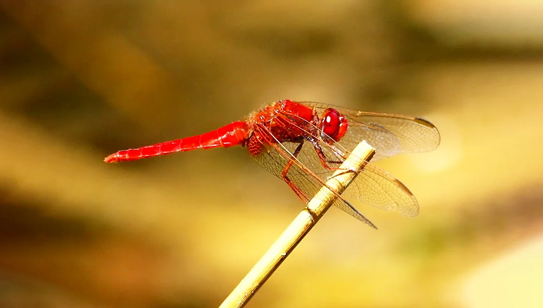 Hình ảnh con chuồn chuồn