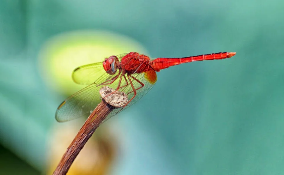 Hình ảnh con chuồn chuồn