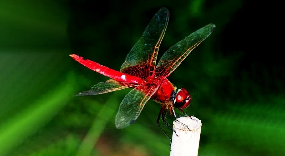 Hình ảnh con chuồn chuồn