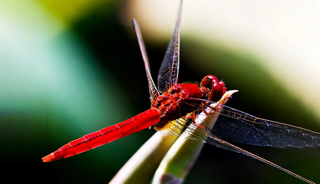 Hình ảnh con chuồn chuồn