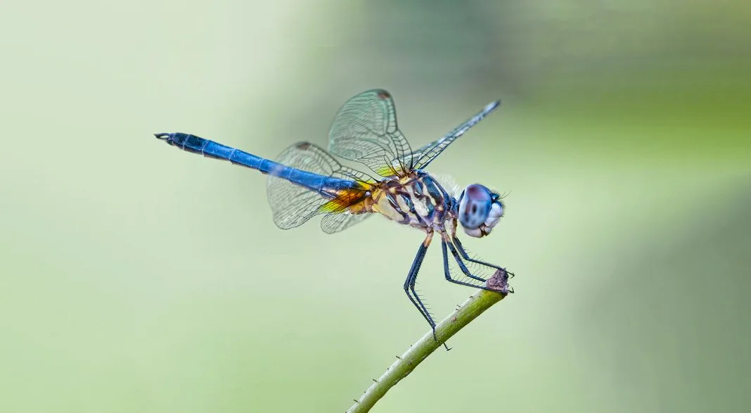 Hình ảnh con chuồn chuồn