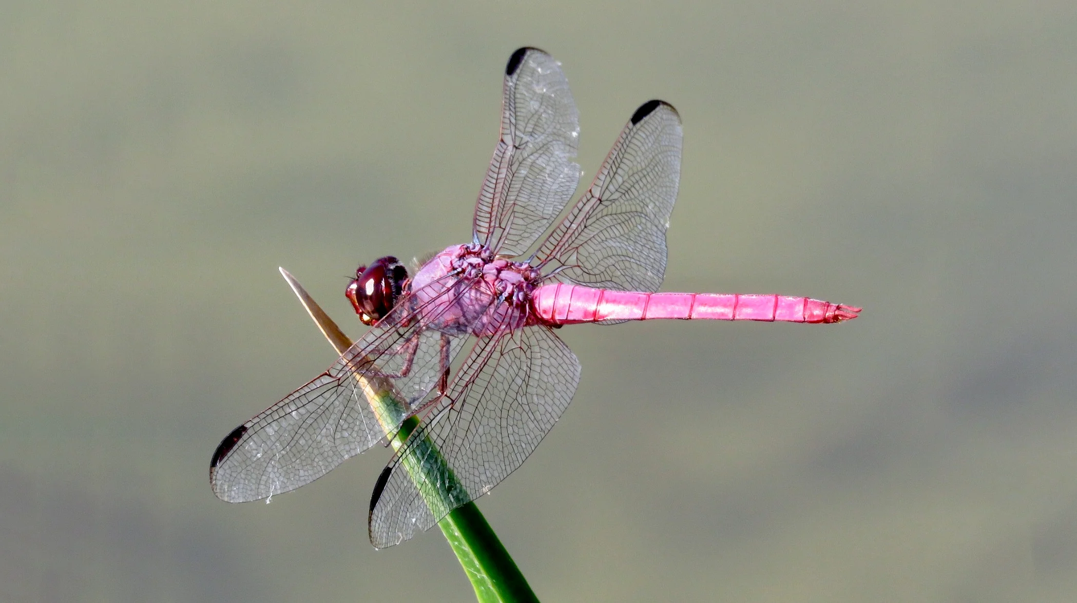 500+ Hình ảnh con chuồn chuồn, Con chuồn chuồn nước