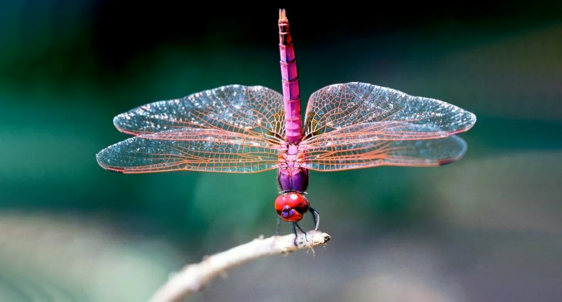 Hình ảnh con chuồn chuồn