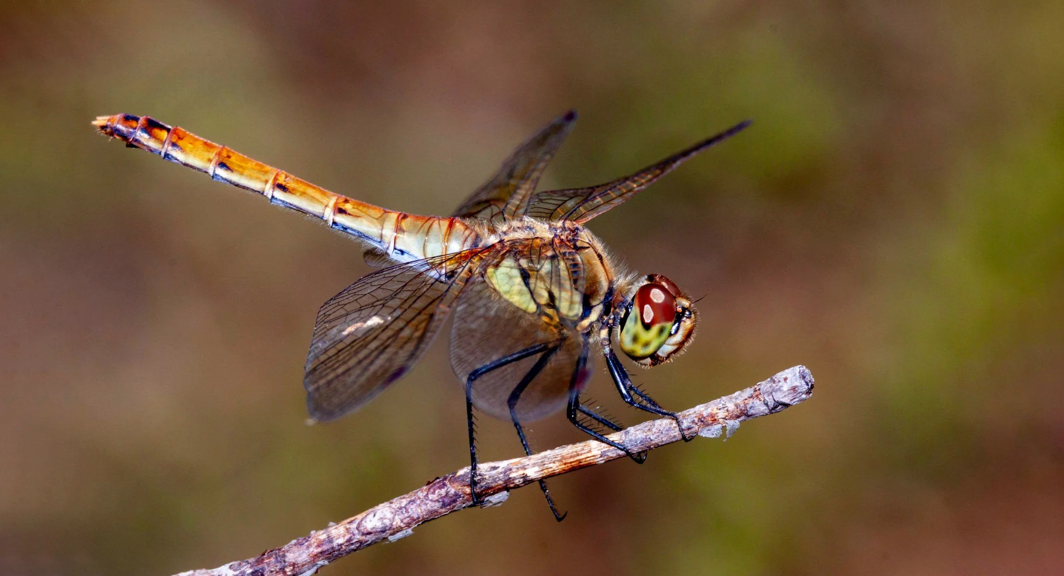 Hình ảnh con chuồn chuồn