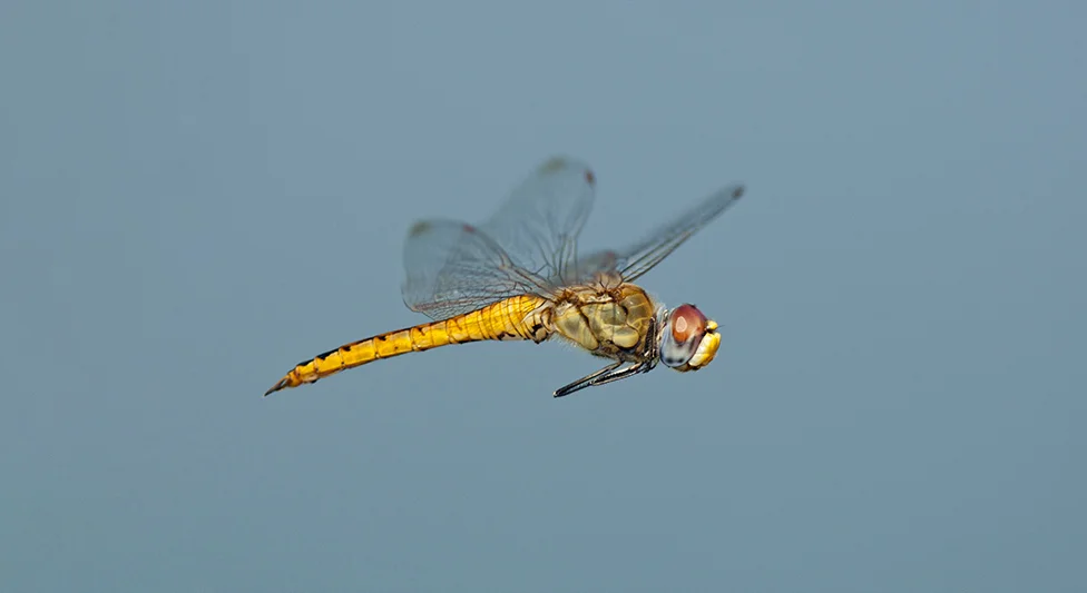 Hình ảnh con chuồn chuồn