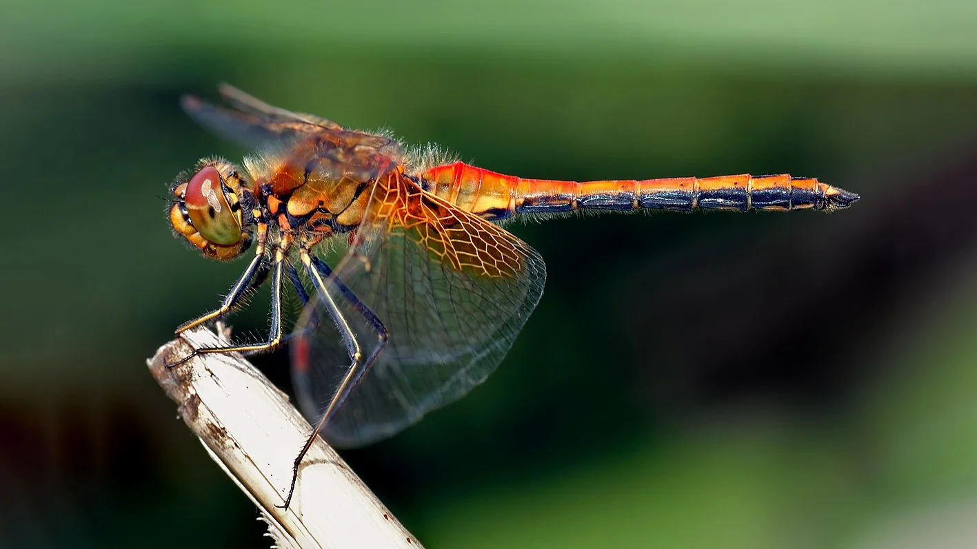 Hình ảnh con chuồn chuồn