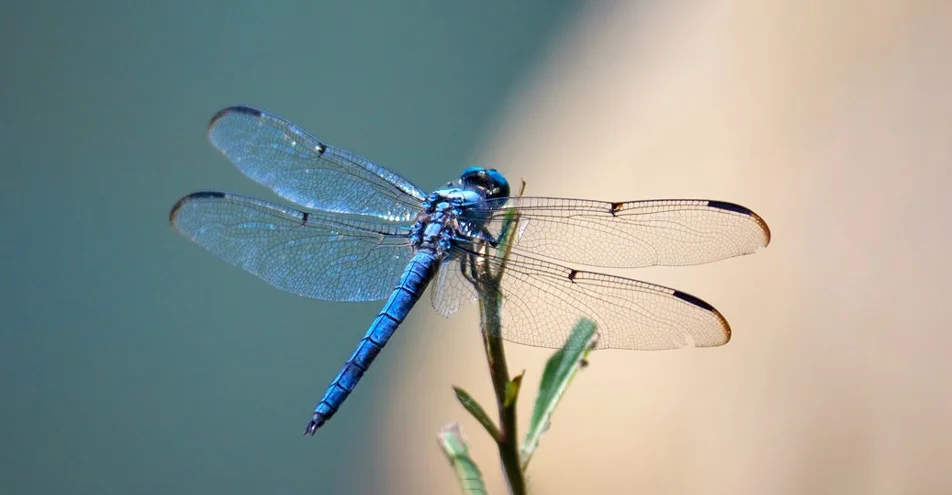 Hình ảnh con chuồn chuồn