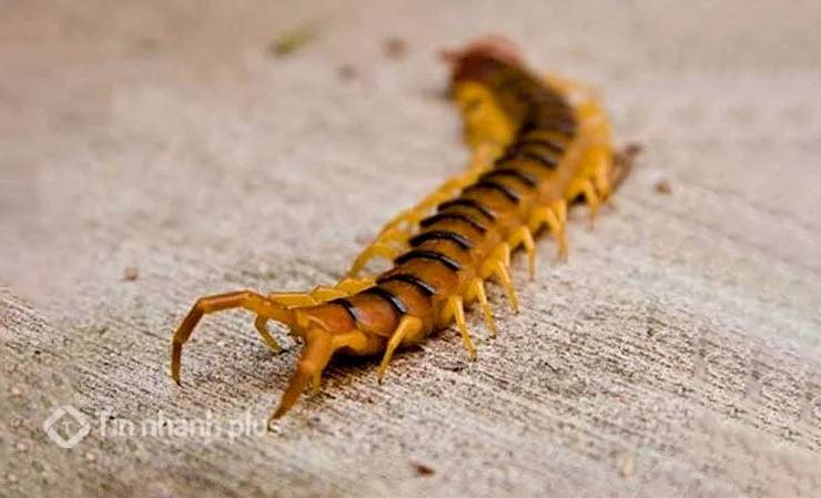 hình ảnh con rết