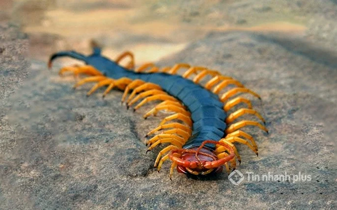 hình ảnh con rết