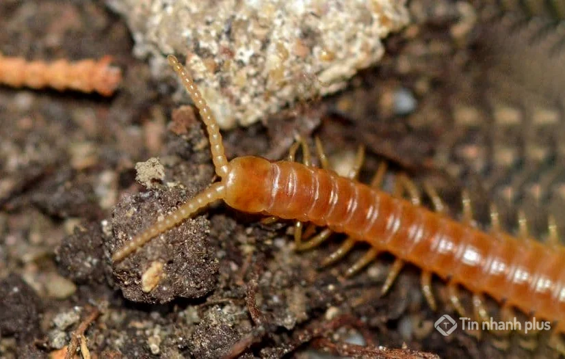 hình ảnh con rết
