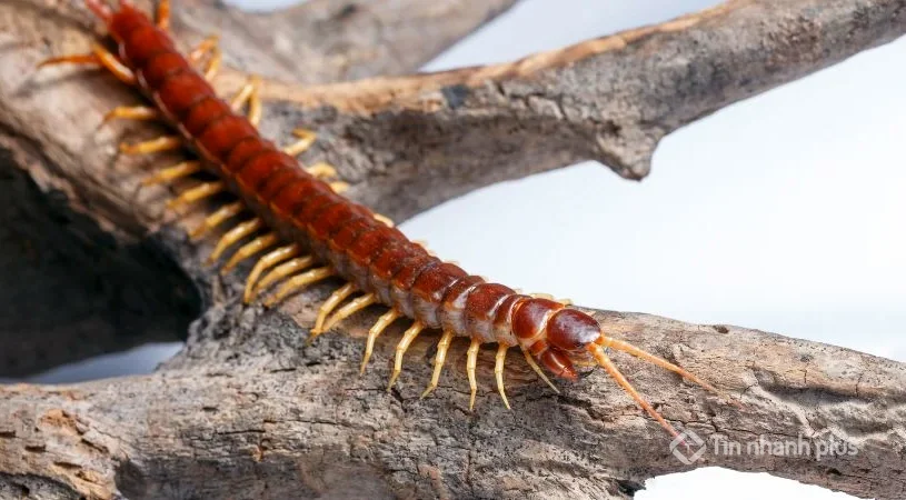 hình ảnh con rết