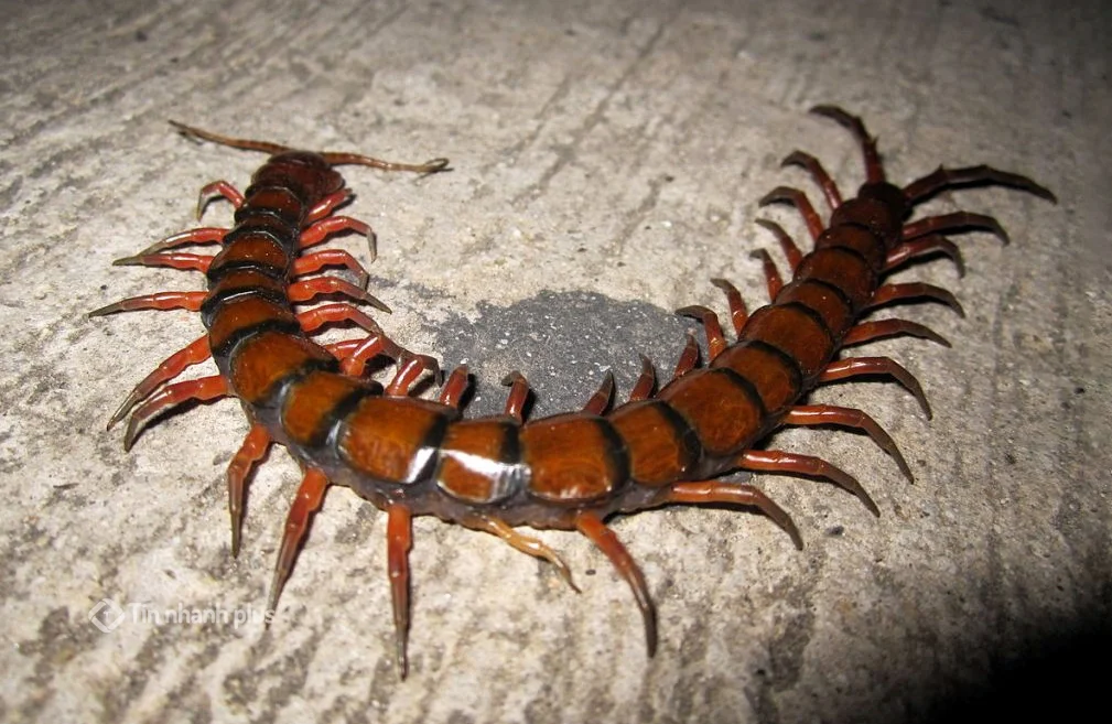 hình ảnh con rết