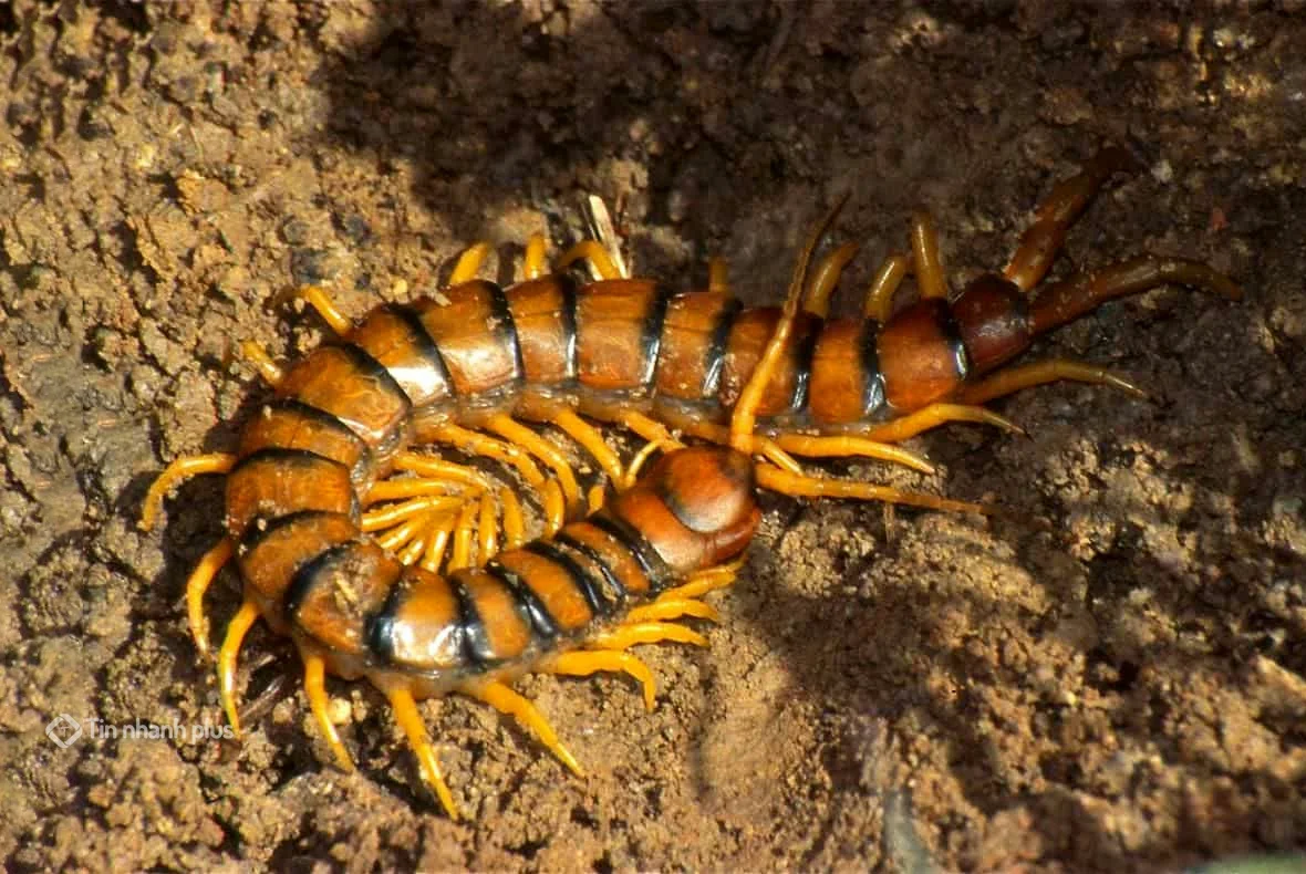hình ảnh con rết
