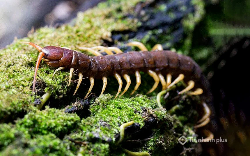 hình ảnh con rết
