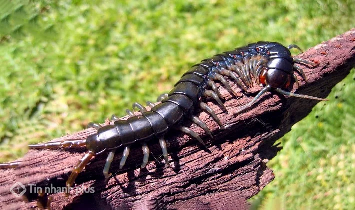 hình ảnh con rết