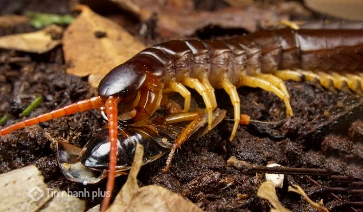 hình ảnh con rết