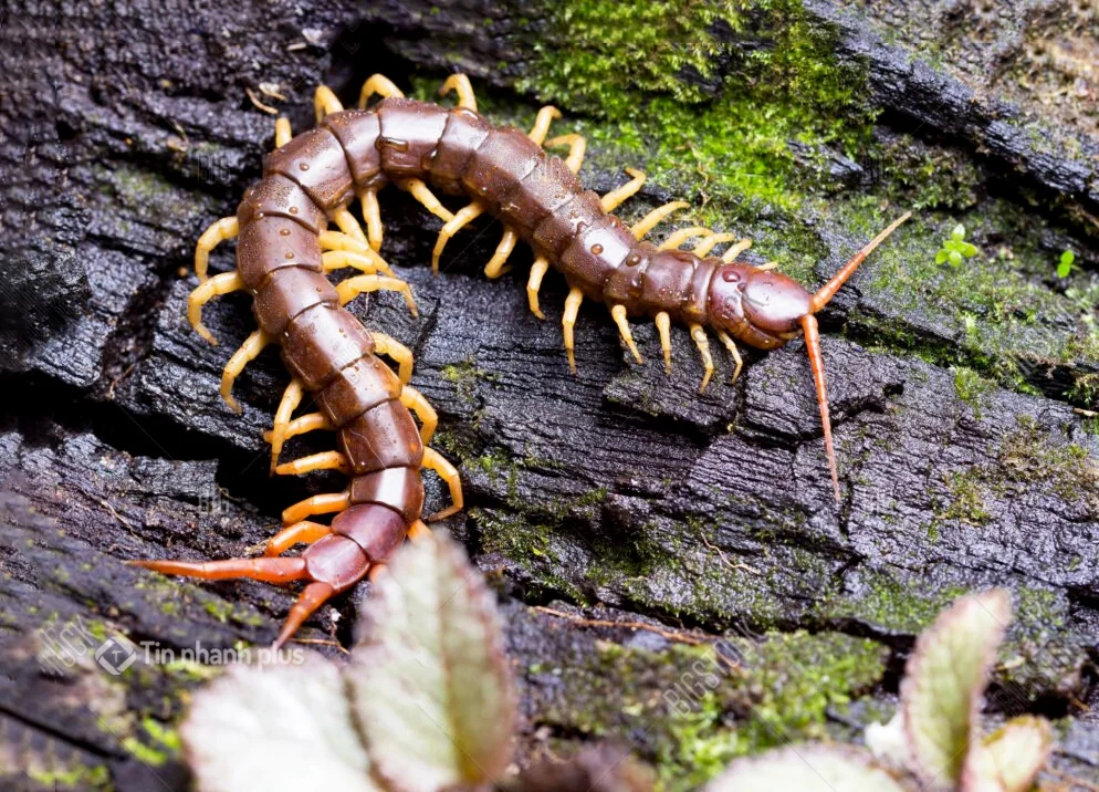 hình ảnh con rết