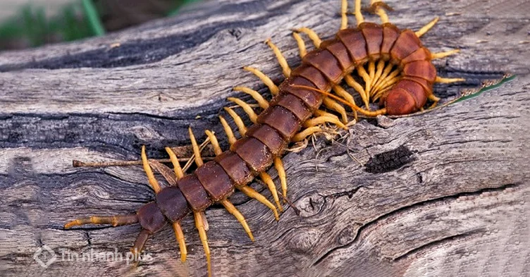 hình ảnh con rết