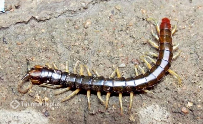 hình ảnh con rết