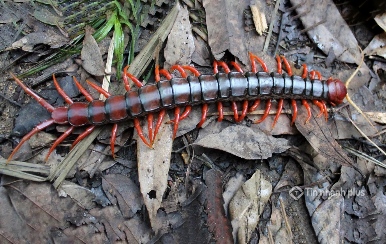 hình ảnh con rết