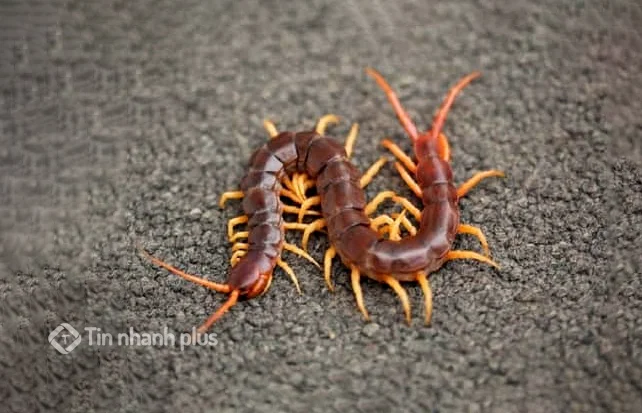 hình ảnh con rết