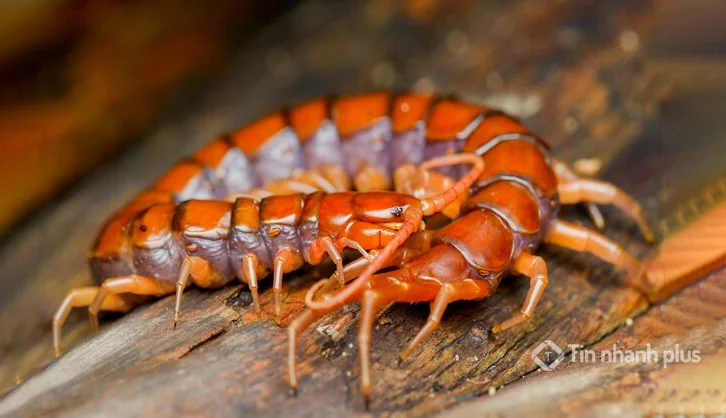 hình ảnh con rết