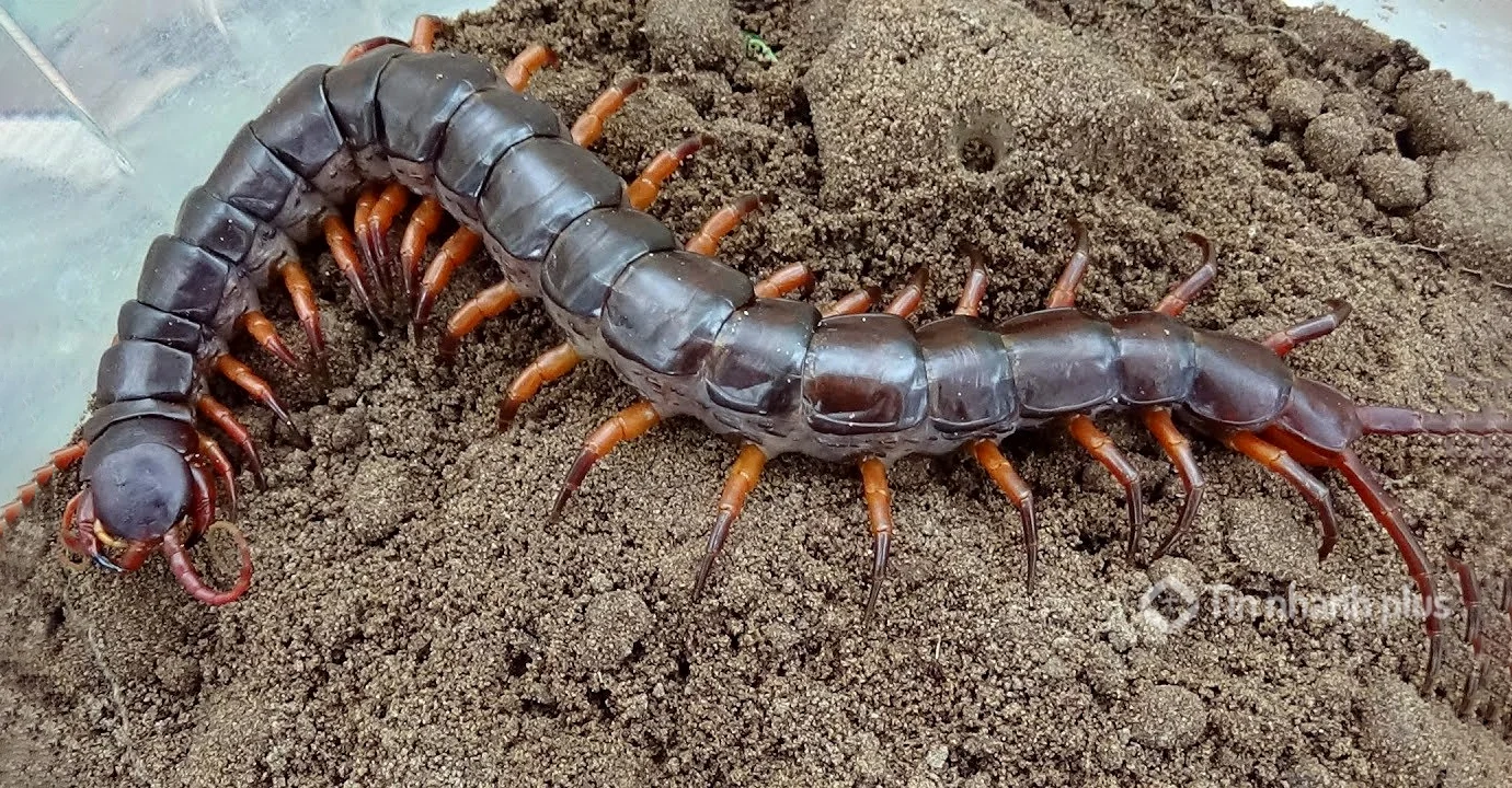 hình ảnh con rết