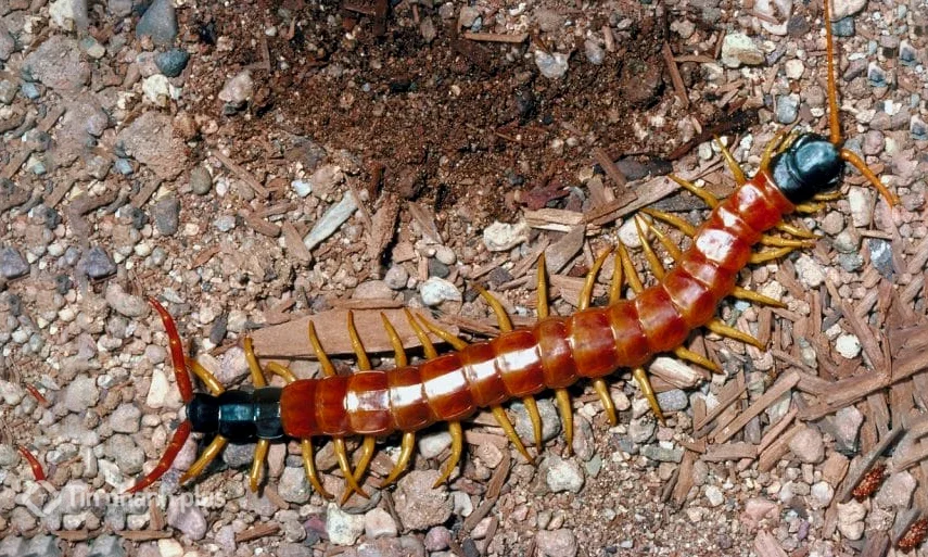 hình ảnh con rết