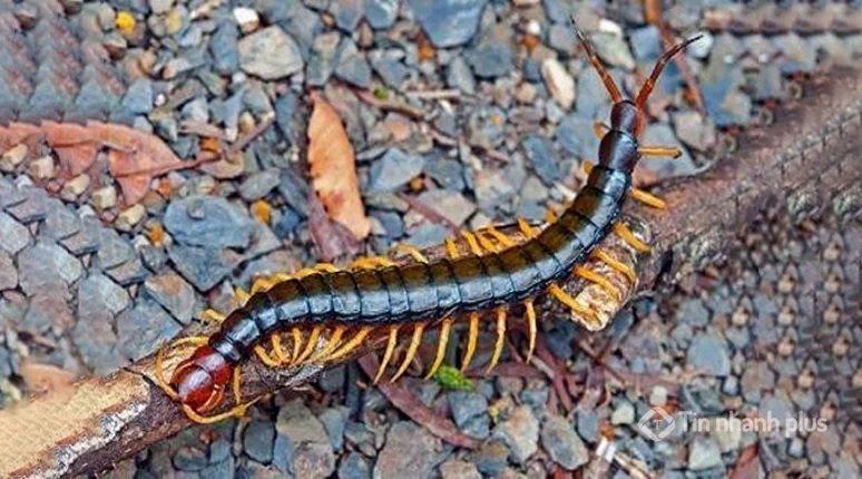 hình ảnh con rết