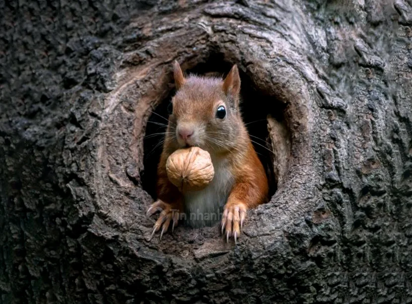 Hình ảnh con sóc