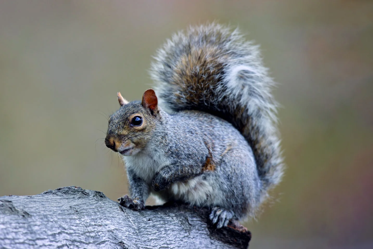 Hình ảnh con sóc